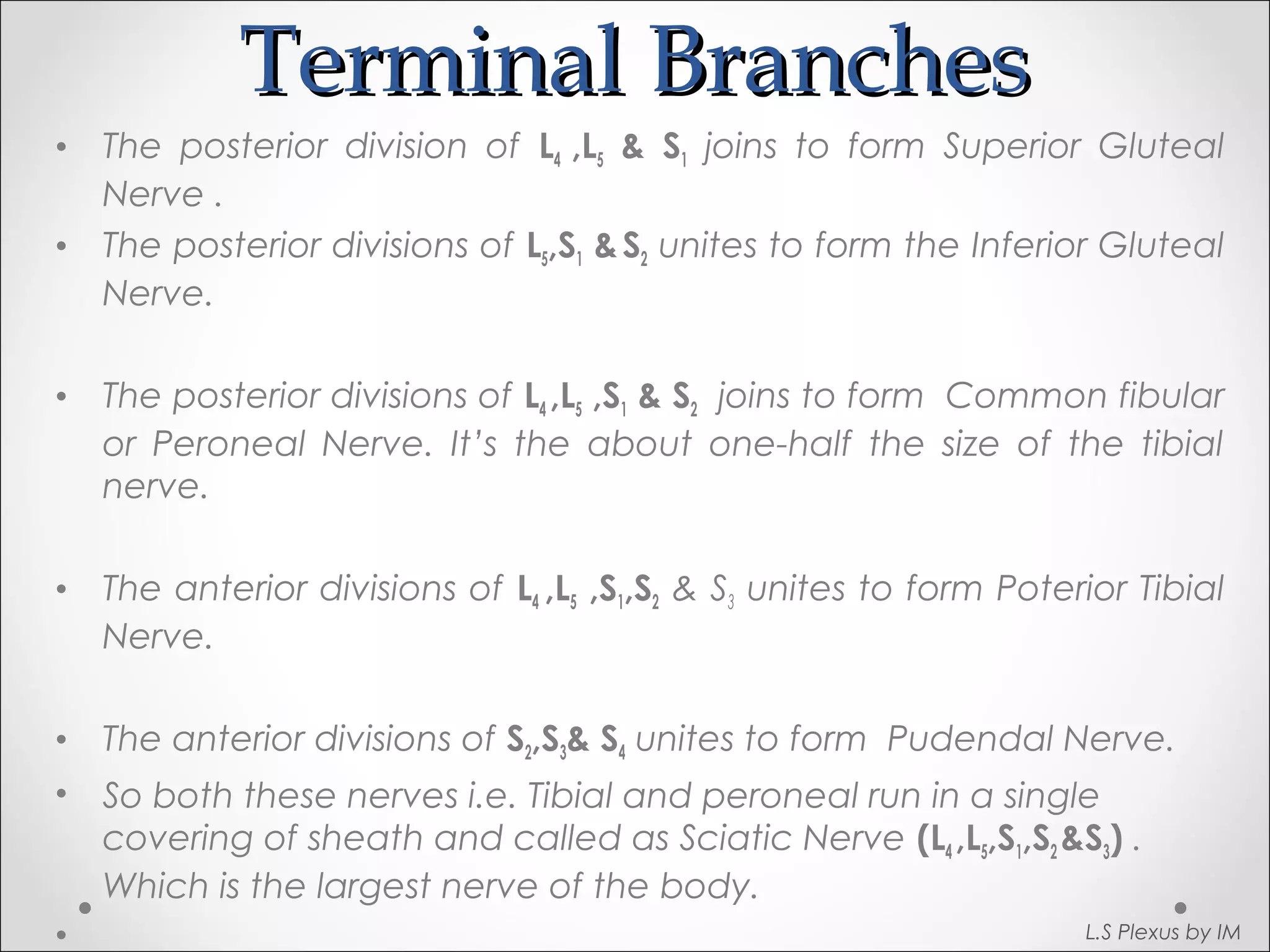 TTeerrmmiinnaall BBrraanncchheess 
• The posterior division of L4 ,L5 & S1 joins to form Superior Gluteal 
Nerve . 
• The posterior divisions of L5,S1 & S2 unites to form the Inferior Gluteal 
Nerve. 
• The posterior divisions of L4 ,L5 ,S1 & S2 joins to form Common fibular 
or Peroneal Nerve. It’s the about one-half the size of the tibial 
nerve. 
• The anterior divisions of L4 ,L5 ,S1,S2 & S3 unites to form Poterior Tibial 
Nerve. 
• The anterior divisions of S2,S3& S4 unites to form Pudendal Nerve. 
• So both these nerves i.e. Tibial and peroneal run in a single 
covering of sheath and called as Sciatic Nerve (L4 ,L5,S1,S2 &S3) . 
Which is the largest nerve of the body. 
• L.S Plexus by IM 
 