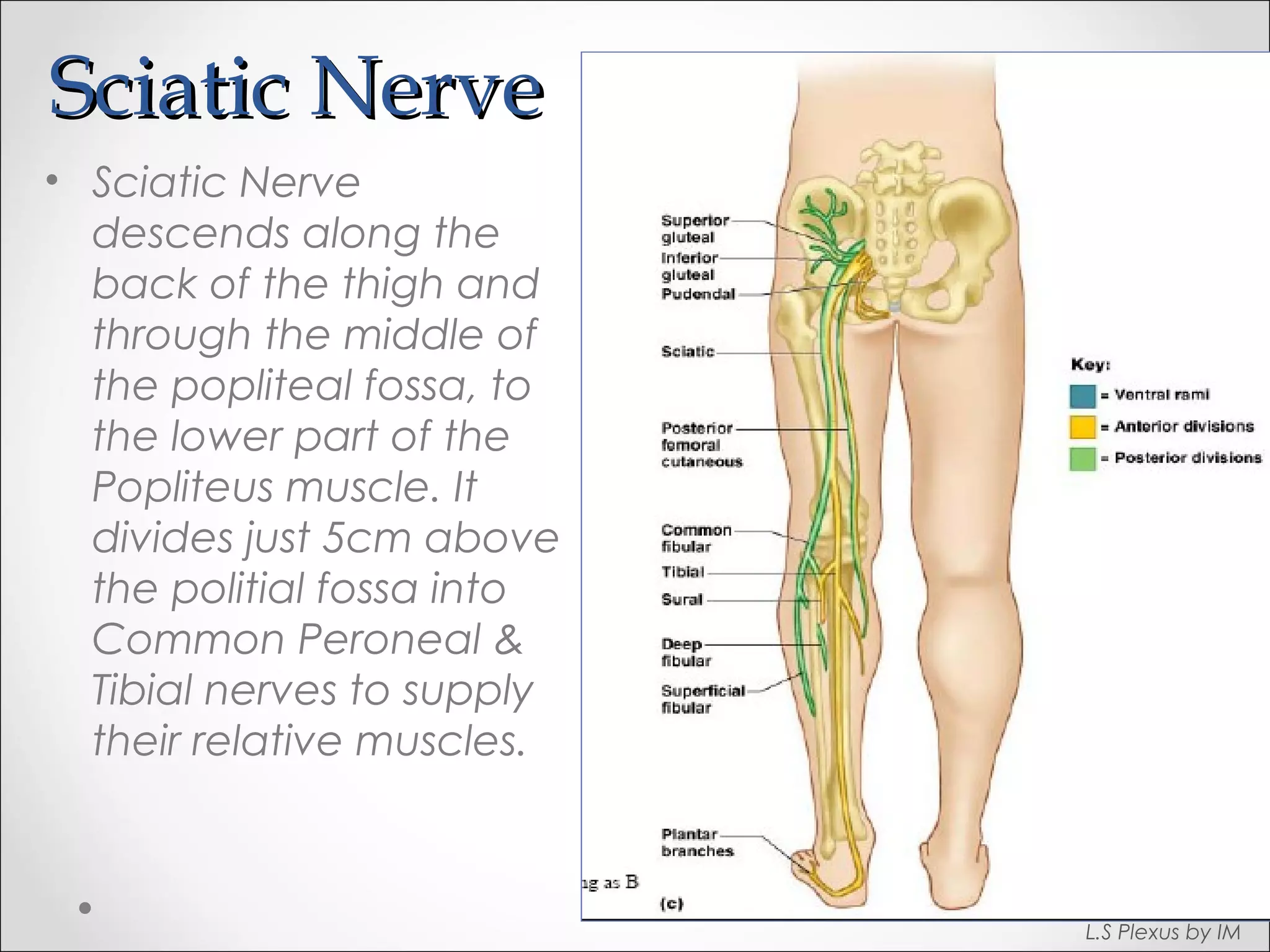 SScciiaattiicc NNeerrvvee 
• Sciatic Nerve 
descends along the 
back of the thigh and 
through the middle of 
the popliteal fossa, to 
the lower part of the 
Popliteus muscle. It 
divides just 5cm above 
the politial fossa into 
Common Peroneal & 
Tibial nerves to supply 
their relative muscles. 
L.S Plexus by IM 
 