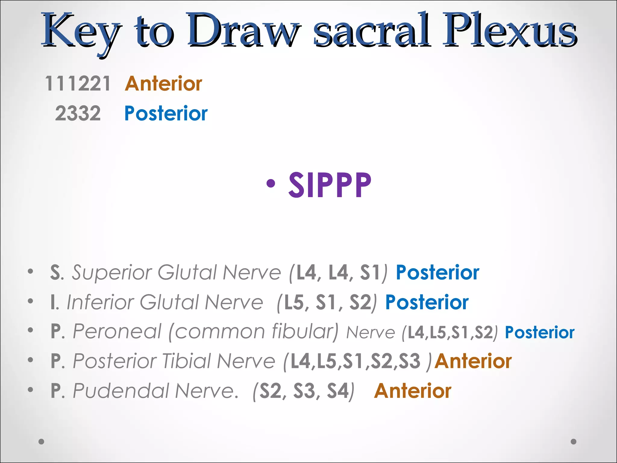 KKeeyy ttoo DDrraaww ssaaccrraall PPlleexxuuss 
111221 Anterior 
2332 Posterior 
• SIPPP 
• S. Superior Glutal Nerve (L4, L4, S1) Posterior 
• I. Inferior Glutal Nerve (L5, S1, S2) Posterior 
• P. Peroneal (common fibular) Nerve (L4,L5,S1,S2) Posterior 
• P. Posterior Tibial Nerve (L4,L5,S1,S2,S3 )Anterior 
• P. Pudendal Nerve. (S2, S3, S4) Anterior 
 