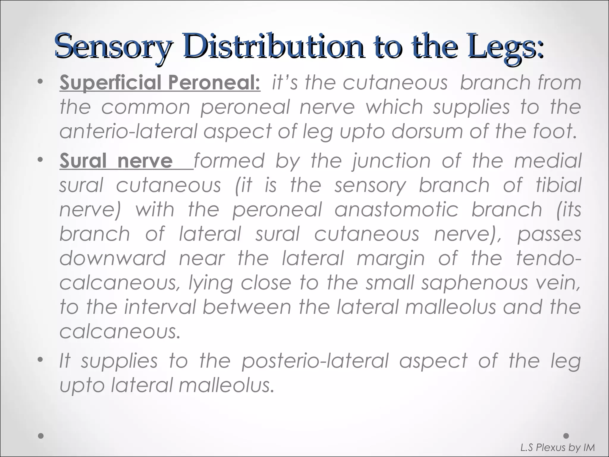 Sensory DDiissttrriibbuuttiioonn ttoo tthhee LLeeggss:: 
• Superficial Peroneal: it’s the cutaneous branch from 
the common peroneal nerve which supplies to the 
anterio-lateral aspect of leg upto dorsum of the foot. 
• Sural nerve formed by the junction of the medial 
sural cutaneous (it is the sensory branch of tibial 
nerve) with the peroneal anastomotic branch (its 
branch of lateral sural cutaneous nerve), passes 
downward near the lateral margin of the tendo-calcaneous, 
lying close to the small saphenous vein, 
to the interval between the lateral malleolus and the 
calcaneous. 
• It supplies to the posterio-lateral aspect of the leg 
upto lateral malleolus. 
L.S Plexus by IM 
 