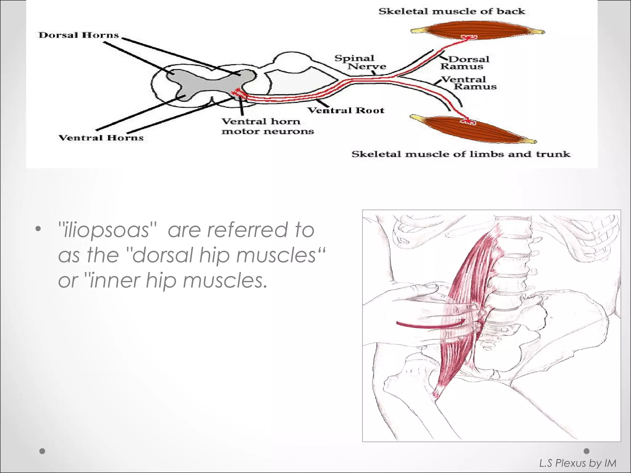 • "iliopsoas" are referred to 
as the "dorsal hip muscles“ 
or "inner hip muscles. 
L.S Plexus by IM 
 