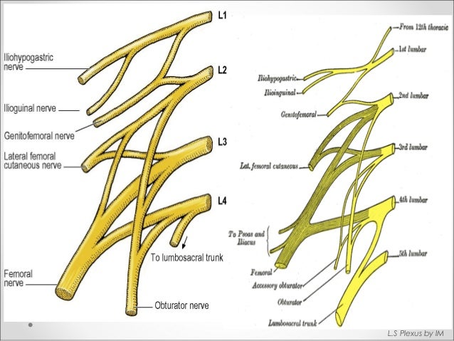 anatomy of lumbosacral plexus by murtaza syed lumbosacral plexus