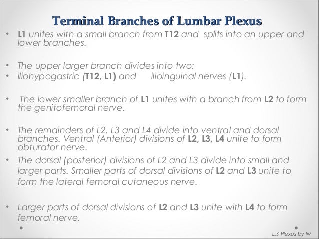anatomy of lumbosacral plexus by murtaza syed l4 form