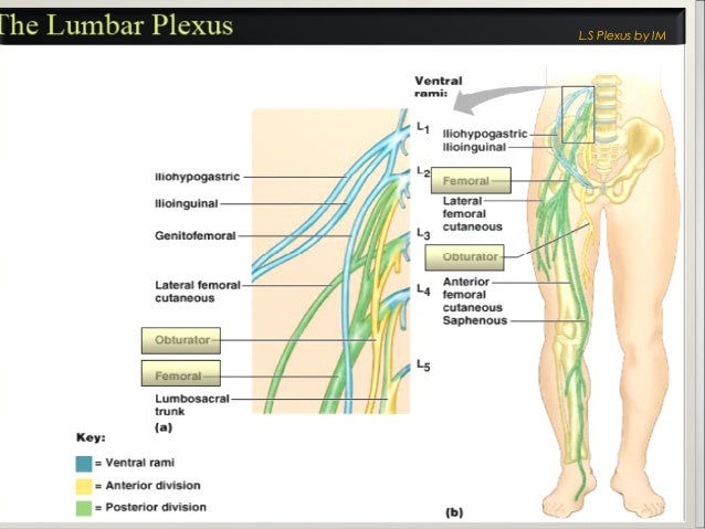 anatomy of lumbosacral plexus by murtaza syed lumbosacral plexus