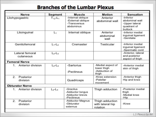 anatomy of lumbosacral plexus by murtaza syed lumbosacral plexus