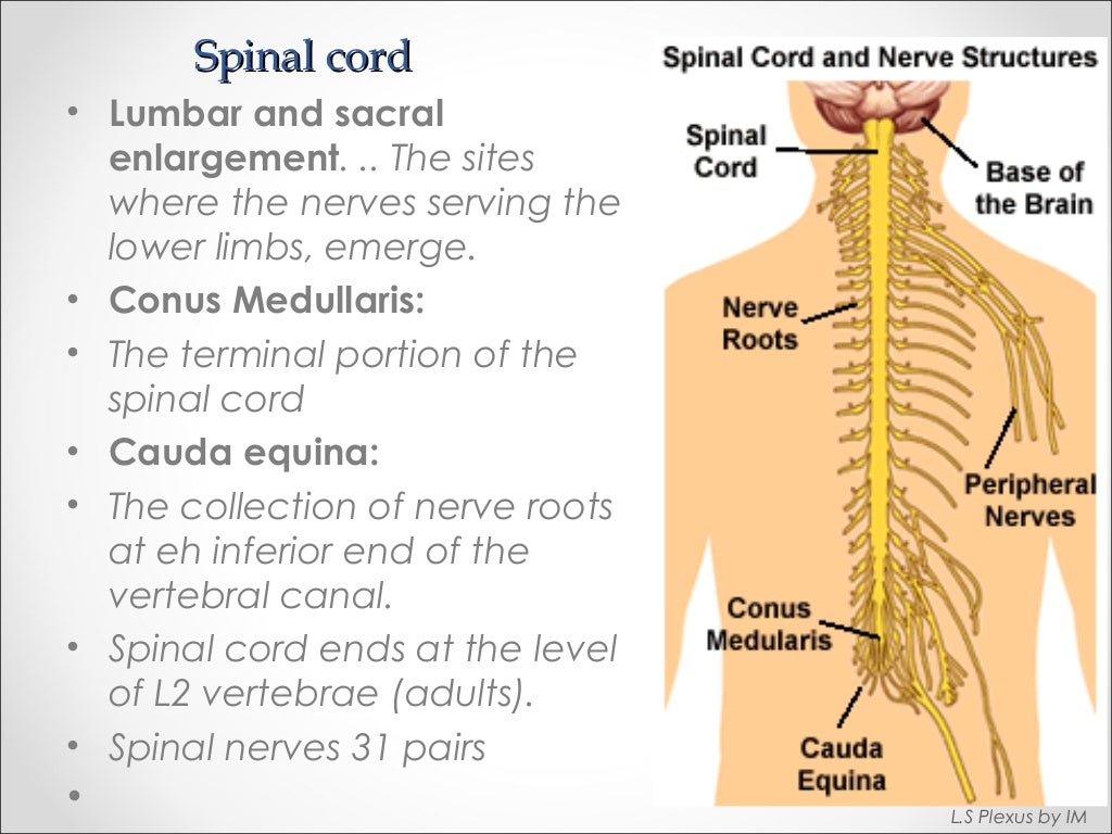 Anatomy of lumbosacral plexus (by Murtaza Syed)