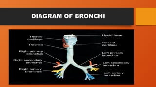 Anatomy of lungs and physiology of lungs | PPTX