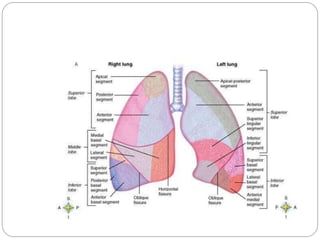LUNGS STRUCTURE AND FUNCTION PDF visual data 5