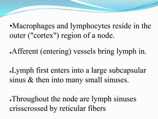 •Macrophages and lymphocytes reside in the
outer ("cortex") region of a node.

Afferent (entering) vessels bring lymph in.
●




●Lymph first enters into a large subcapsular
sinus & then into many small sinuses.

●Throughout the node are lymph sinuses
crisscrossed by reticular fibers
 