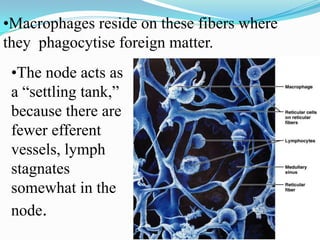 •Macrophages reside on these fibers where
they phagocytise foreign matter.
 •The node acts as
 a “settling tank,”
 because there are
 fewer efferent
 vessels, lymph
 stagnates
 somewhat in the
 node.
 