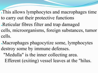 ●This allows lymphocytes and macrophages time
to carry out their protective functions
●Reticular fibres filter and trap damaged

cells, microorganisms, foreign substances, tumor
cells.
●Macrophages phagocytize some, lymphocytes

destroy some by immune defenses.
 "Medulla" is the inner collecting area.
  Efferent (exiting) vessel leaves at the "hilus.
 