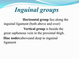 Inguinal groups
             Horizontal group lies along the
inguinal ligament (both above and over)
              Vertical group is beside the
great saphenous vein in the proximal thigh.
Iliac nodes:aboveand deep to inguinal
ligament
 