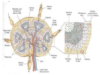 Usually 1-25
mm in length,
but they can
be larger.

Greatest
concentration
near groin,
axilla, neck,
thorax, and
along gut
tube in
abdomen.
 
