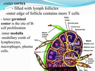 ● outer cortex
 ●     - filled with lymph follicles
   -outer edge of follicle contains more T cells
- inner germinal
center is the site of B-
cell proliferation
●inner medulla

-medullary cords of
lymphocytes,                             Cortex
macrophages, plasma
cells.
                                       Medulla
 