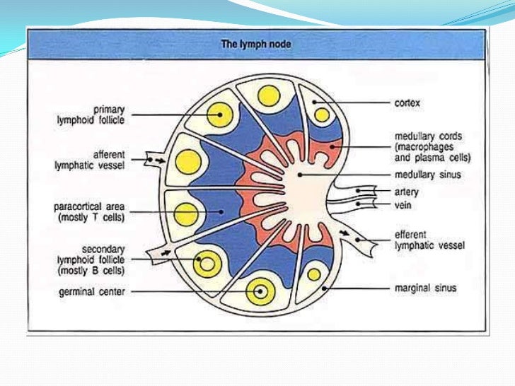 Anatomy of lymph node