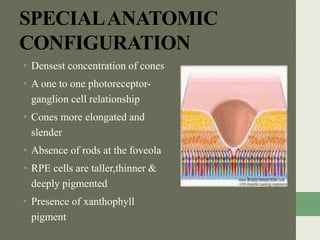 SPECIALANATOMIC
CONFIGURATION
• Densest concentration of cones
• A one to one photoreceptor-
ganglion cell relationship
• Cones more elongated and
slender
• Absence of rods at the foveola
• RPE cells are taller,thinner &
deeply pigmented
• Presence of xanthophyll
pigment
 