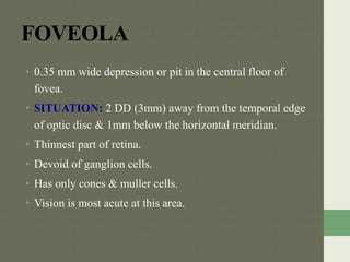 FOVEOLA
• 0.35 mm wide depression or pit in the central floor of
fovea.
• SITUATION: 2 DD (3mm) away from the temporal edge
of optic disc & 1mm below the horizontal meridian.
• Thinnest part of retina.
• Devoid of ganglion cells.
• Has only cones & muller cells.
• Vision is most acute at this area.
 