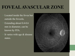 FOVEALAVASCULAR ZONE
• Located inside the fovea but
outside the foveola.
• Extending about 0.4-0.6
mm in diameter, can be
known by FFA.
• It varies with age & disease
states.
 