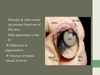 • Photopic & color vision
are primary functions of
this area.
• Dark appearance is due
to:
 Difference in
pigmentation
 Absence of retinal
vessels in fovea
 