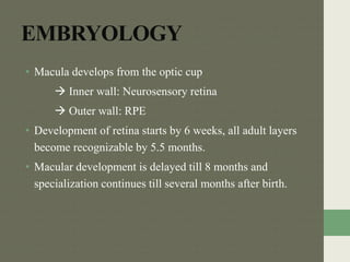 EMBRYOLOGY
• Macula develops from the optic cup
 Inner wall: Neurosensory retina
 Outer wall: RPE
• Development of retina starts by 6 weeks, all adult layers
become recognizable by 5.5 months.
• Macular development is delayed till 8 months and
specialization continues till several months after birth.
 