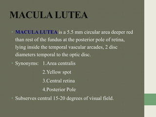 Macula: Anatomy, Function & Common Conditions