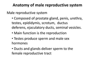 Anatomy of male reproductive system
Male reproductive system
• Composed of prostate gland, penis, urethra,
testes, epididy...