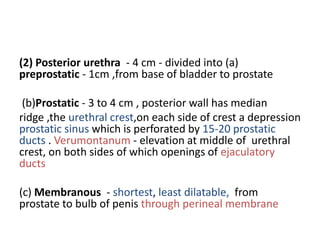 (2) Posterior urethra - 4 cm - divided into (a)
preprostatic - 1cm ,from base of bladder to prostate
(b)Prostatic - 3 to 4...