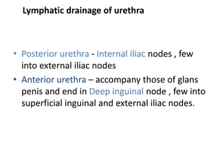Lymphatic drainage of urethra
• Posterior urethra - Internal iliac nodes , few
into external iliac nodes
• Anterior urethr...