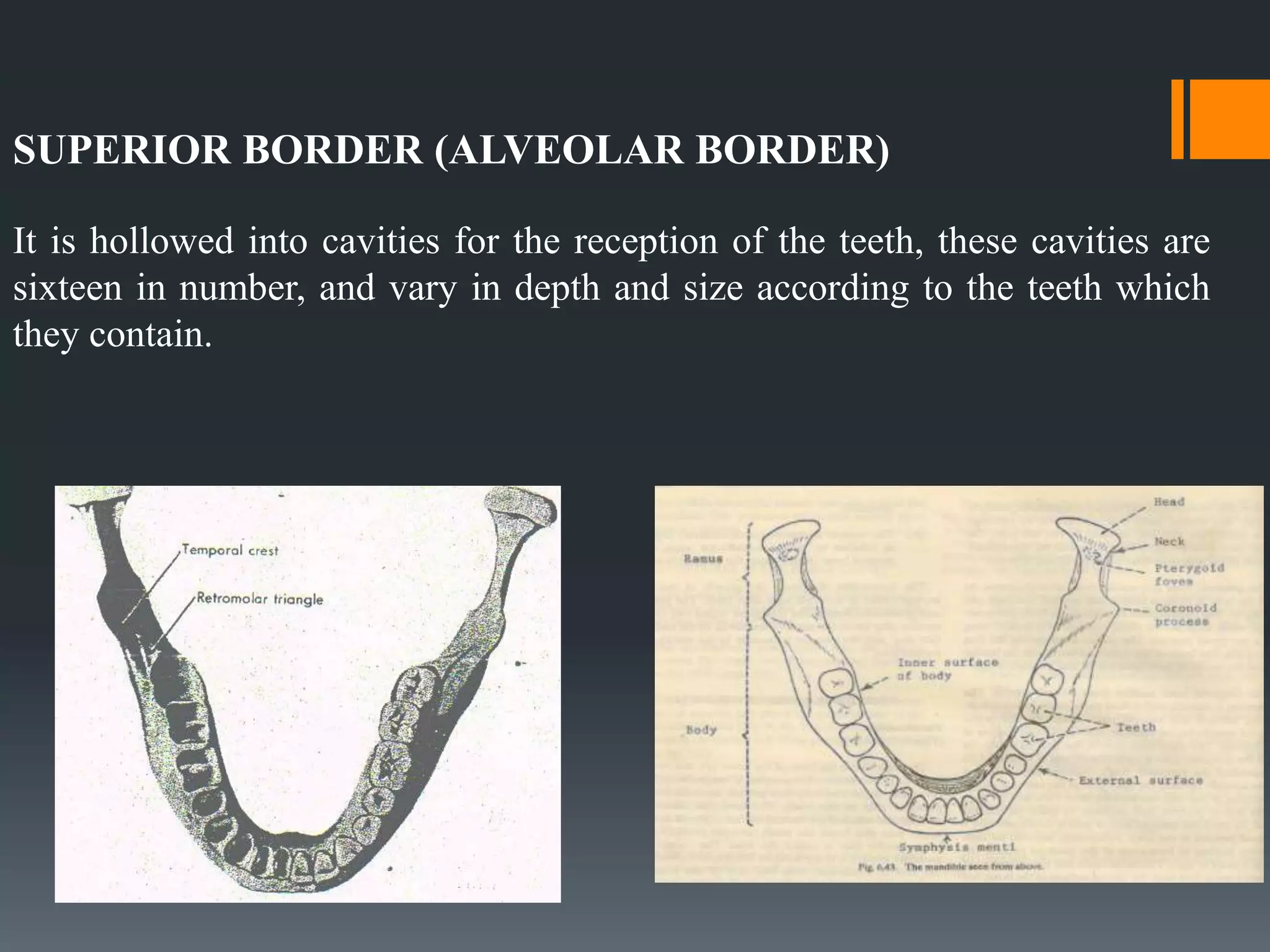 SUPERIOR BORDER (ALVEOLAR BORDER)
It is hollowed into cavities for the reception of the teeth, these cavities are
sixteen in number, and vary in depth and size according to the teeth which
they contain.
 