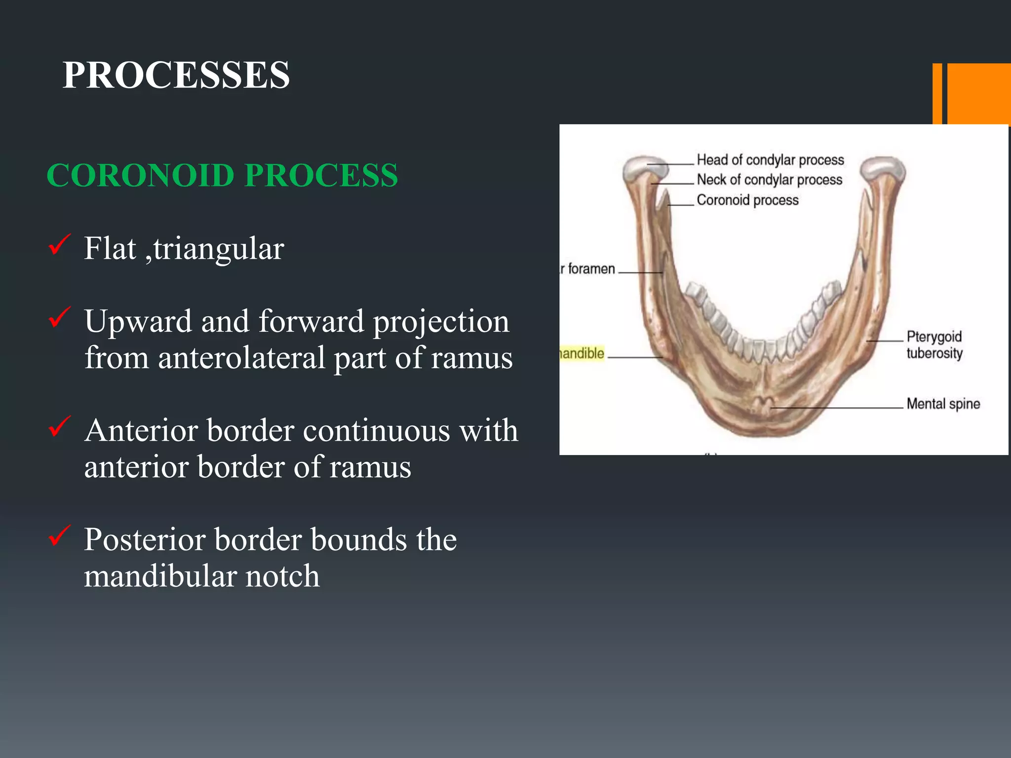 PROCESSES
CORONOID PROCESS
 Flat ,triangular
 Upward and forward projection
from anterolateral part of ramus
 Anterior border continuous with
anterior border of ramus
 Posterior border bounds the
mandibular notch
 