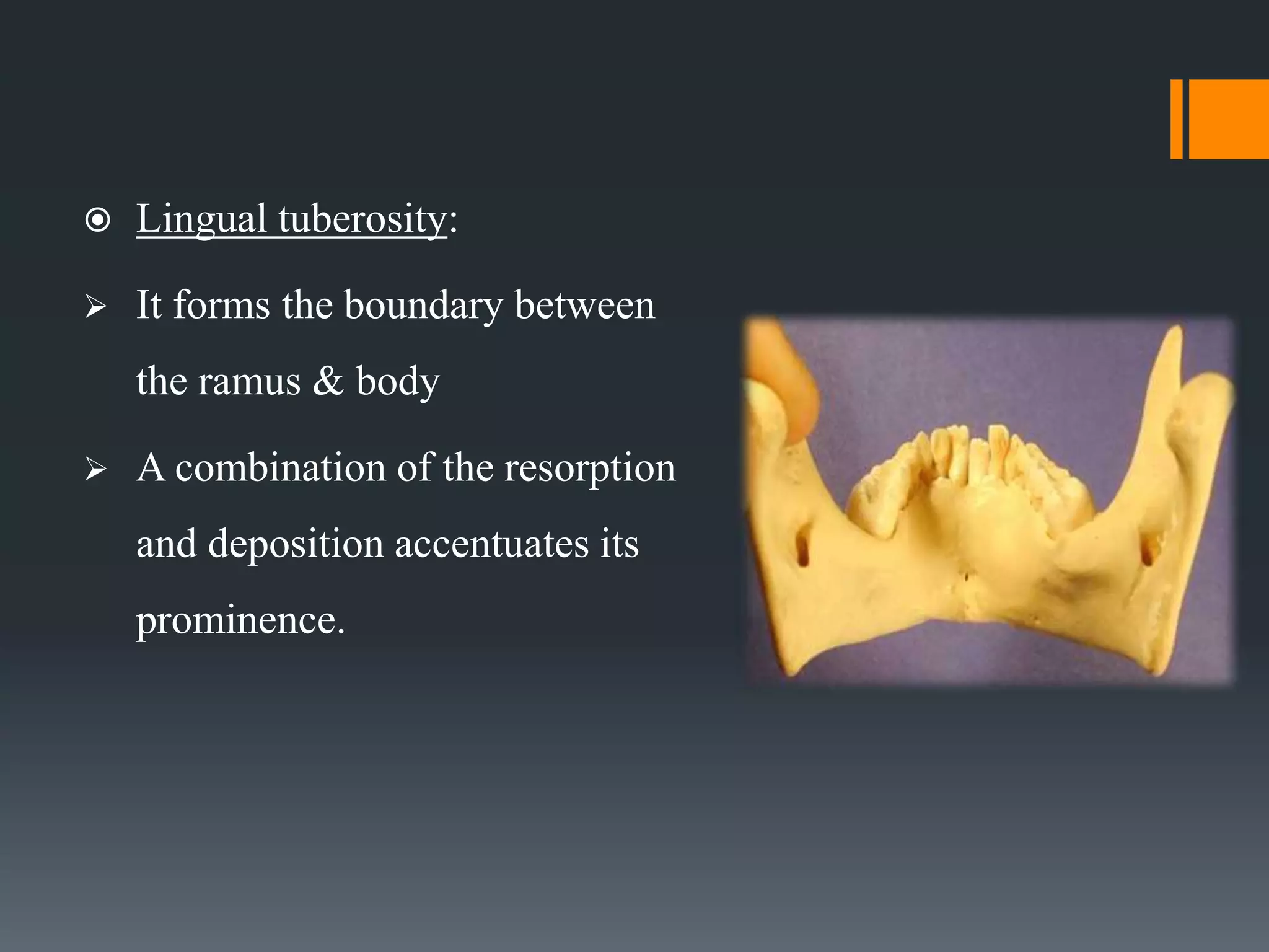 Lingual tuberosity:
 It forms the boundary between
the ramus & body
 A combination of the resorption
and deposition accentuates its
prominence.
 