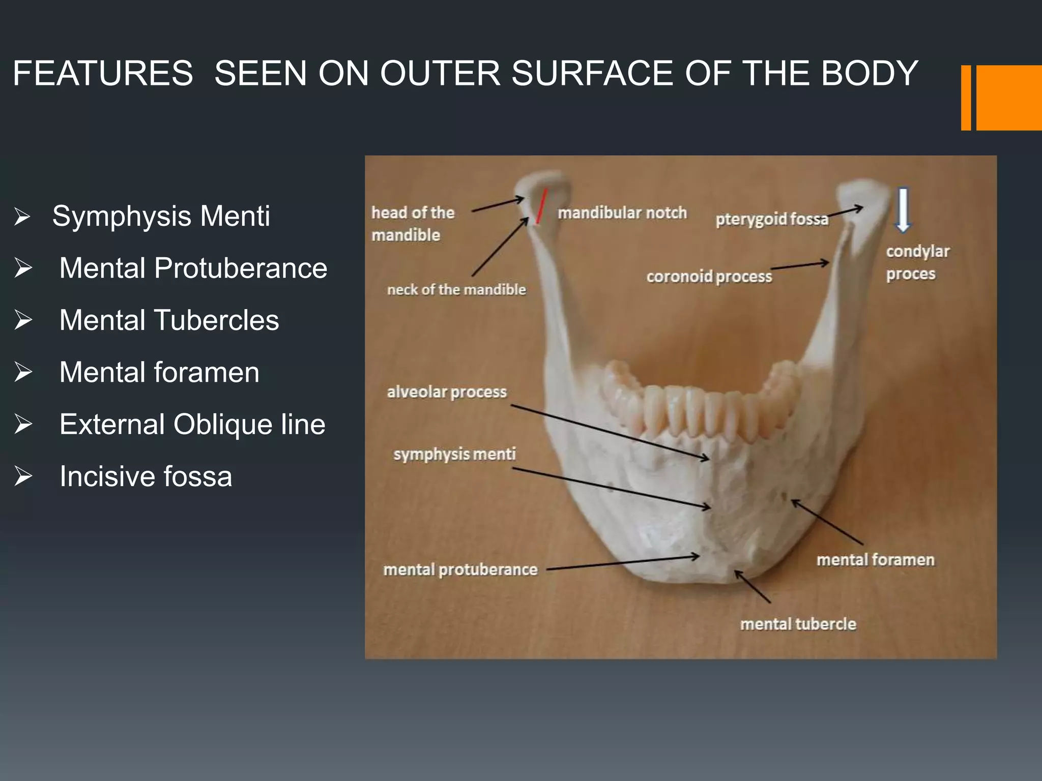 FEATURES SEEN ON OUTER SURFACE OF THE BODY
 Symphysis Menti
 Mental Protuberance
 Mental Tubercles
 Mental foramen
 External Oblique line
 Incisive fossa
 