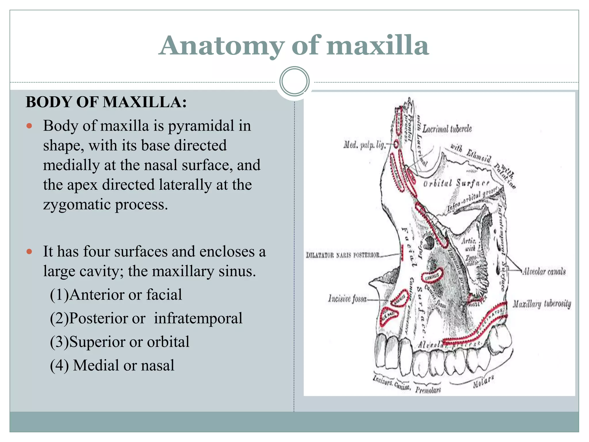 Anatomy of maxilla and its development | PPTX
