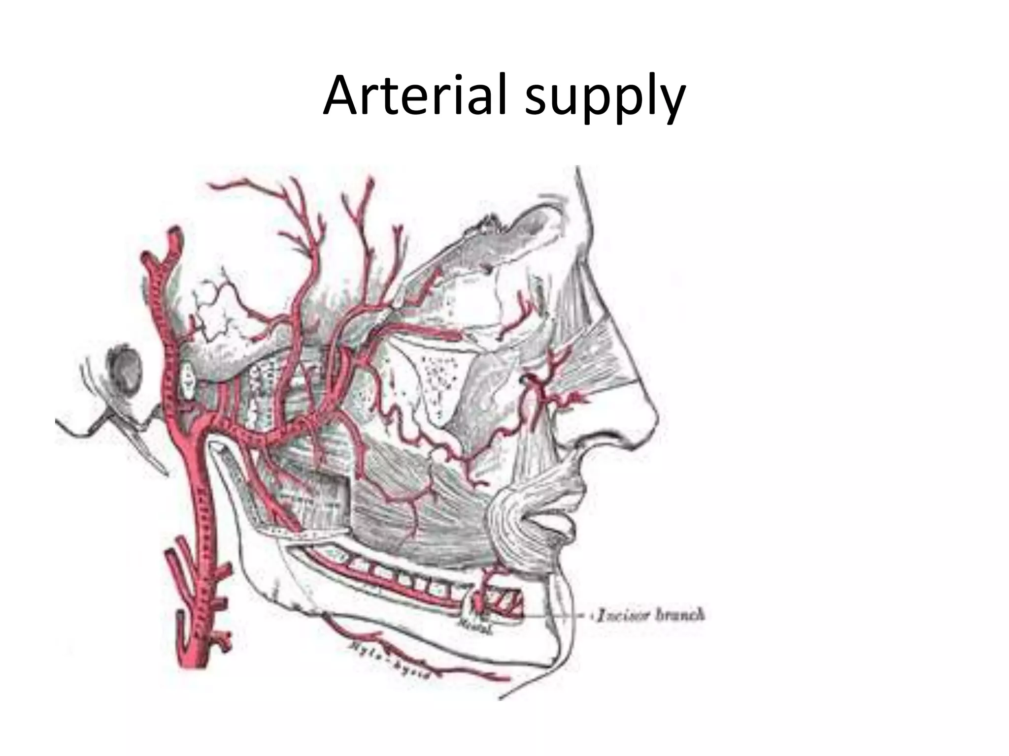 Arterial supply
 