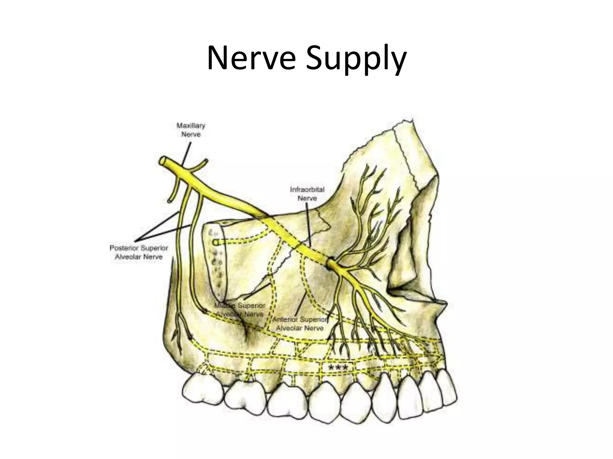 Nerve Supply
 