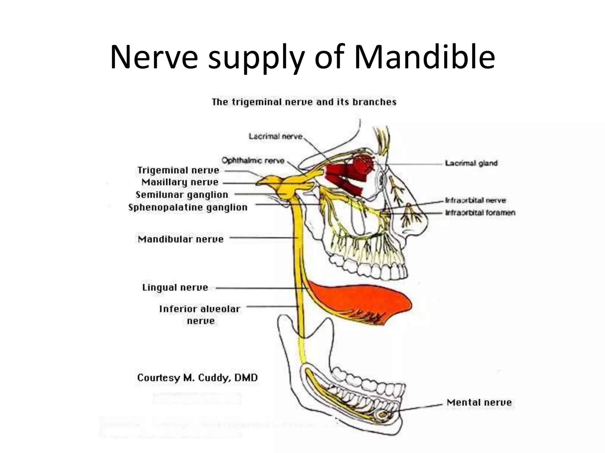 Nerve supply of Mandible
 