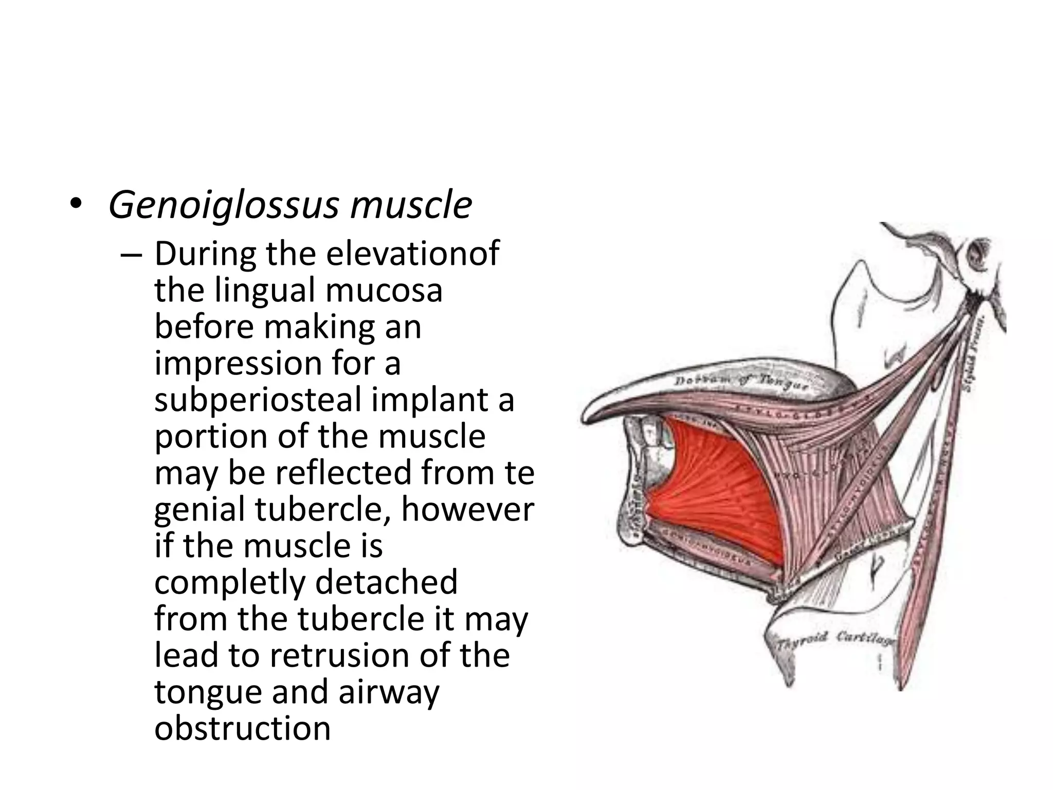 • Genoiglossus muscle
– During the elevationof
the lingual mucosa
before making an
impression for a
subperiosteal implant a
portion of the muscle
may be reflected from te
genial tubercle, however
if the muscle is
completly detached
from the tubercle it may
lead to retrusion of the
tongue and airway
obstruction
 
