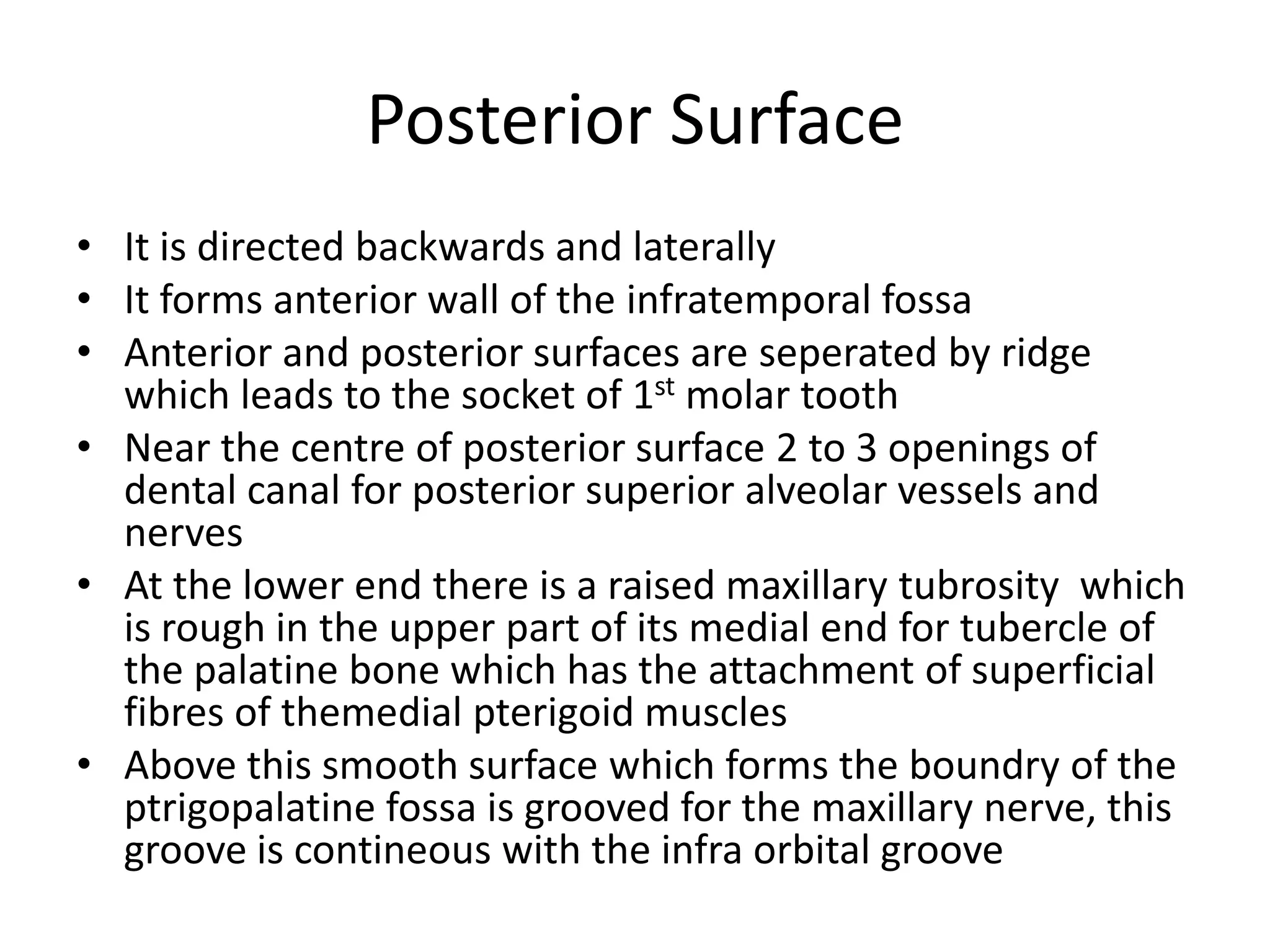 Posterior Surface
• It is directed backwards and laterally
• It forms anterior wall of the infratemporal fossa
• Anterior and posterior surfaces are seperated by ridge
which leads to the socket of 1st molar tooth
• Near the centre of posterior surface 2 to 3 openings of
dental canal for posterior superior alveolar vessels and
nerves
• At the lower end there is a raised maxillary tubrosity which
is rough in the upper part of its medial end for tubercle of
the palatine bone which has the attachment of superficial
fibres of themedial pterigoid muscles
• Above this smooth surface which forms the boundry of the
ptrigopalatine fossa is grooved for the maxillary nerve, this
groove is contineous with the infra orbital groove
 