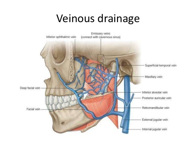 Anatomy of maxilla and mandible