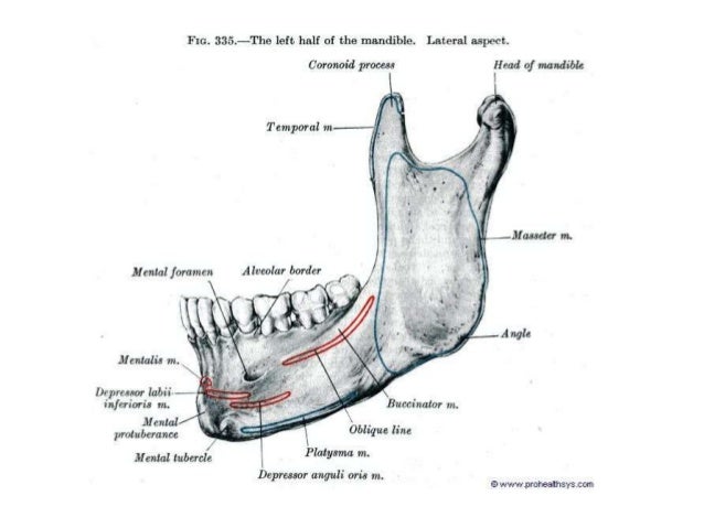 Anatomy of maxilla and mandible base of mandible diagram 