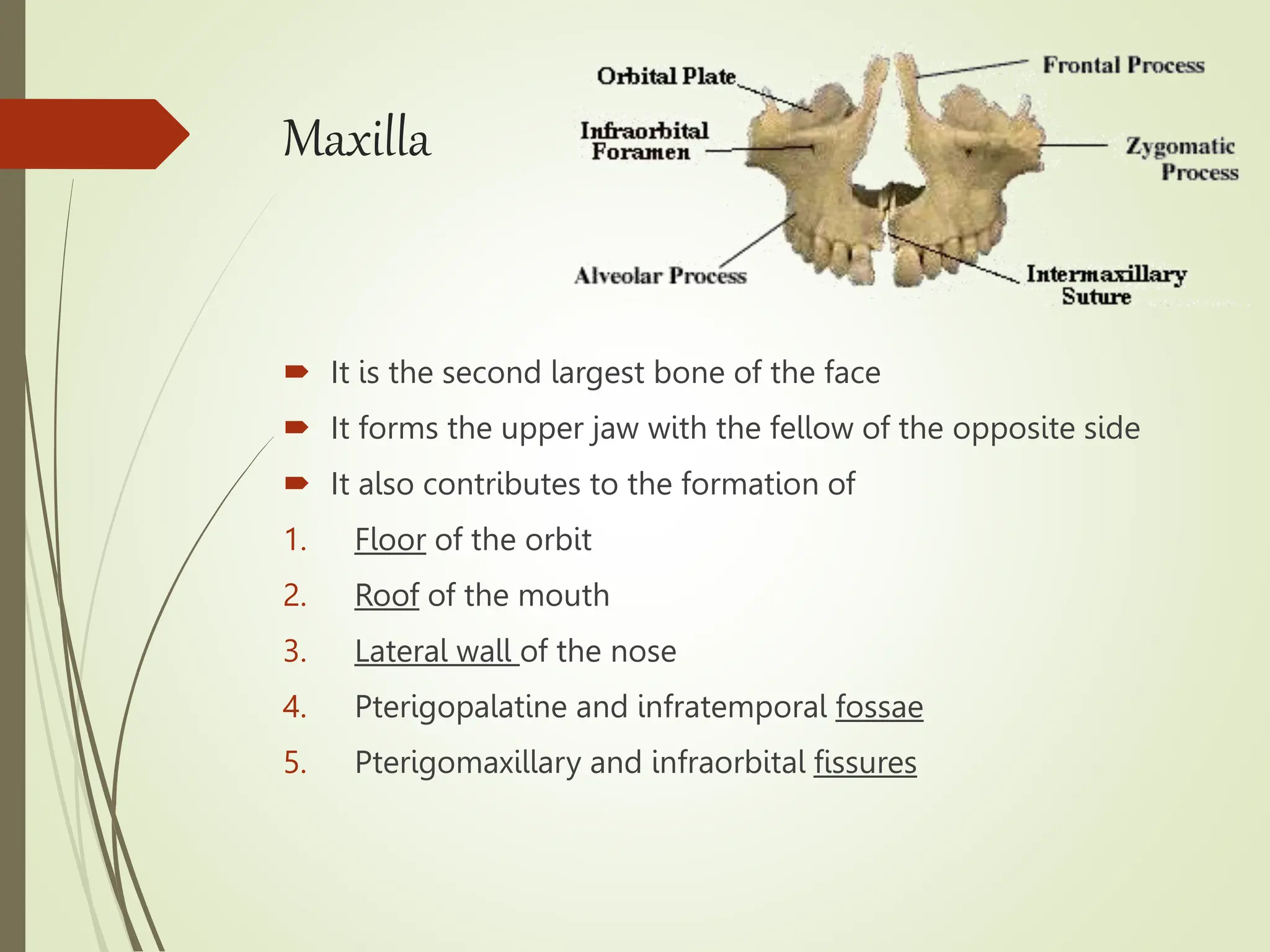 anatomy of maxilla and mandible.pptx omfs | PPTX