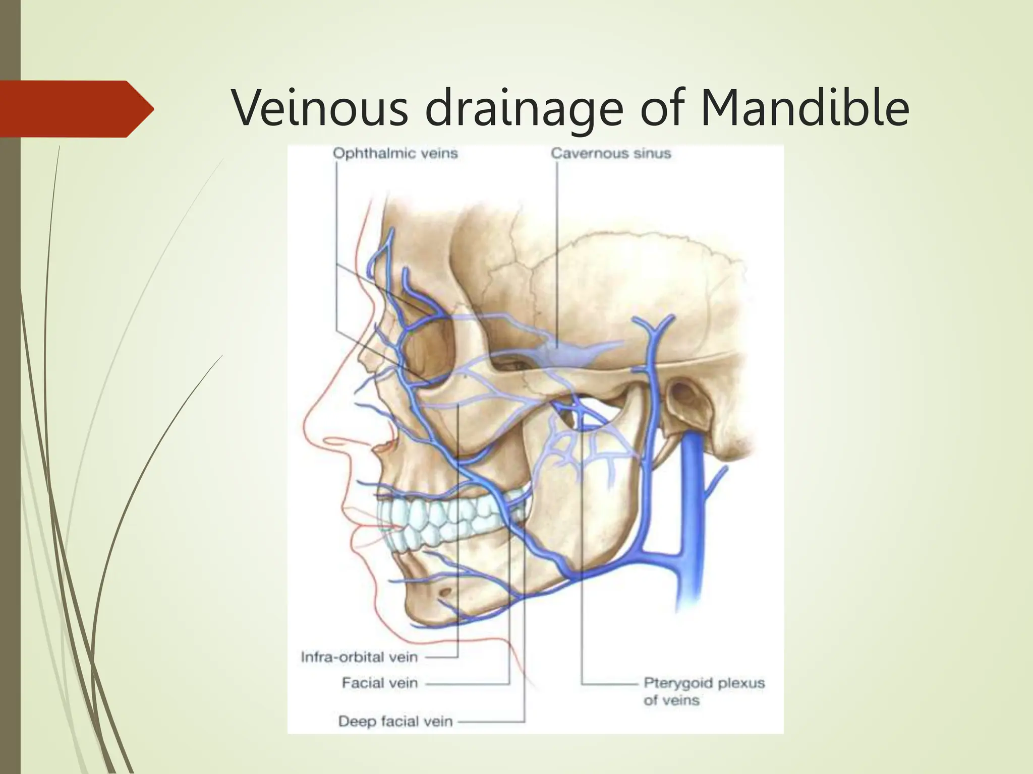 anatomy of maxilla and mandible.pptx omfs | PPTX