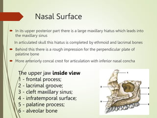 anatomy of maxilla and mandible.pptx omfs | PPTX