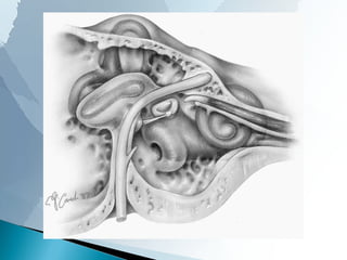 ANATOMY OF MIDDLE EAR CLEFT | PPT