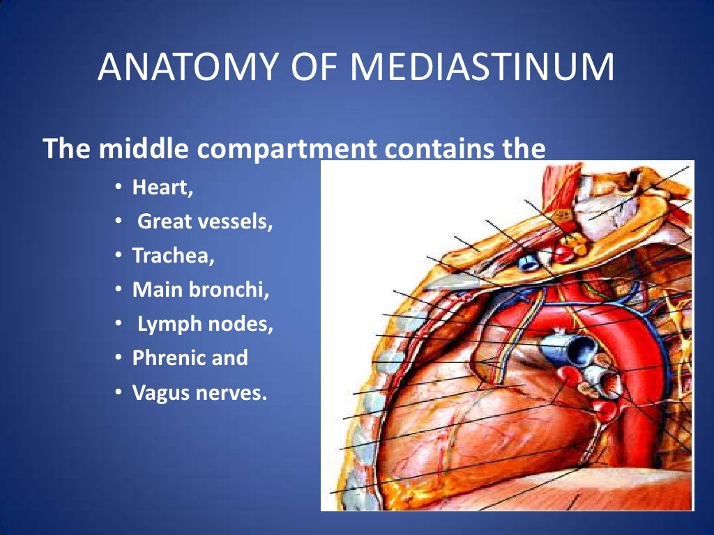 Anatomy of mediastinum and its disorders