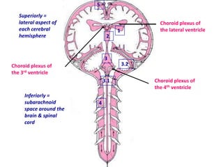 anatomyofmeningesventriclescerebrospinalfluid-100604195832-phpapp02.pdf