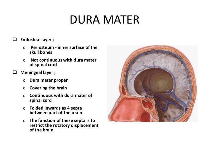 Anatomy of meninges, ventricles, cerebrospinal fluid