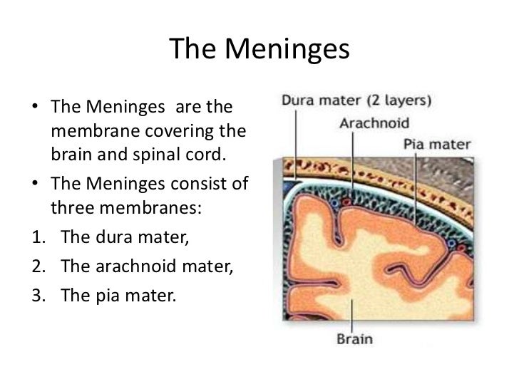 Brain Diagram Dura Mater Images - How To Guide And Refrence