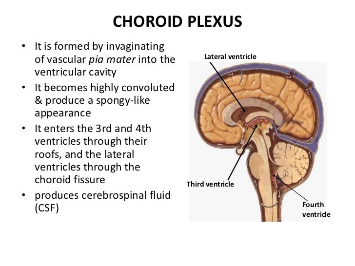 Anatomy of meninges, ventricles, cerebrospinal fluid