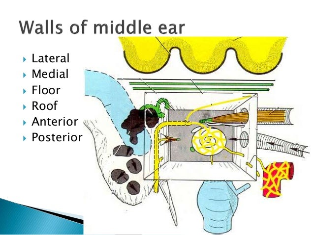 Anatomy of middle ear